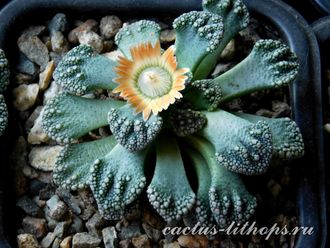 Titanopsis calcarea 35k nw Brandvlei (MG) - 5 семян