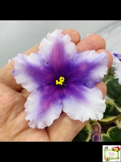 РС-Успех (С.Репкина) 2019 г.