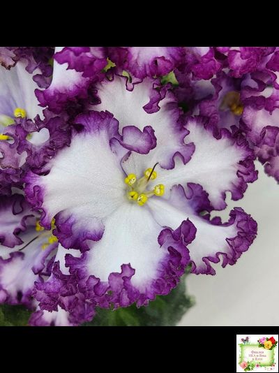 АВ-Навсегда (Фиалковод) 2021 г. (лист посажен 03.11.25)