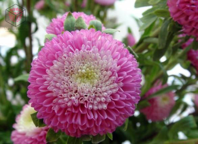 "Лист астры" вайнеры и каттеры