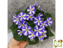 Yukako (Ueki Masahiro) химера (стартер из цветоноса)