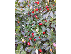 Перец острый Barra do Ribeiro