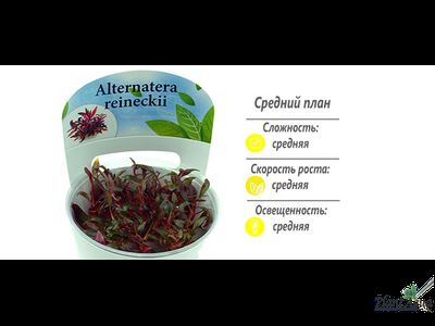 Альтернантера Мини (меристемная)