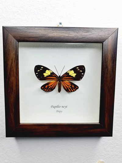 Бабочка в рамке Парусник Нейя