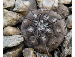 Gymnocalycium bruchii v. niveum VG 536