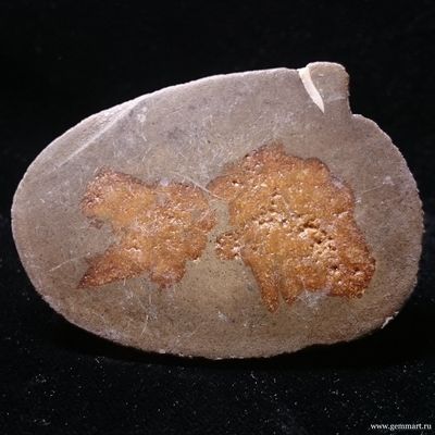 Глендонит - (Беломорская рогулька)