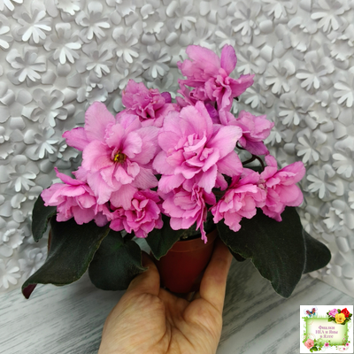 Pink Tulip Gold (японская селекция)