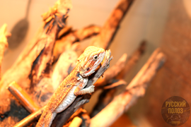 Бородатая агама, Pogona vitticeps