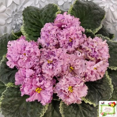 АВ-Розовое Шампанское (Фиалковод) 2020 г.