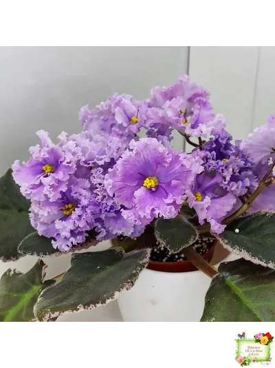 Н-Озёрный Край (Н. Бердникова) 2018