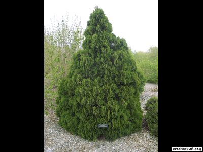 Туя Холмструп купить на сайте Красовский-Сад.рф