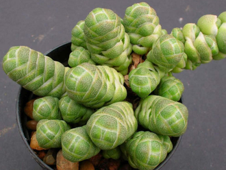 Crassula Barklyi - Толстянка Баркли, Крассула Баркли, перевязанный палец