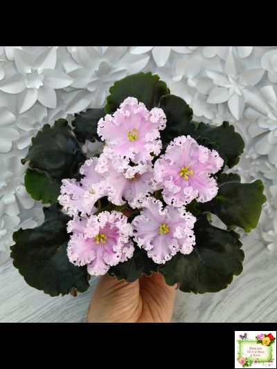 ВаТ-Любимая Внучка (Т.Валькова) 2016 г.