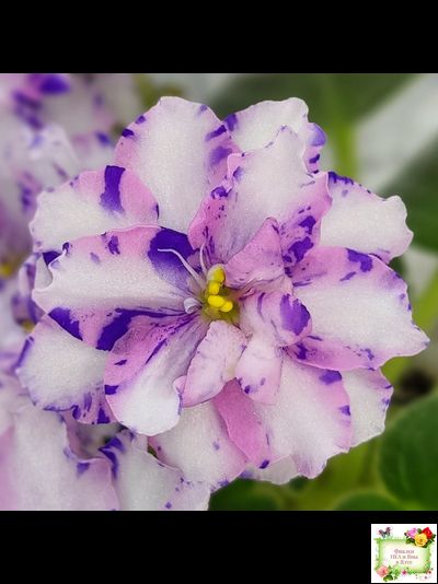 МК-Ветер Перемен (М. Карпова) химера стандарт (стартер сорт)