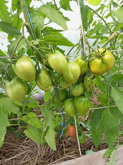 Томат Яйцо Быка с реки Гуадаррама (Huevo Toro Del Rio Guadarrama)