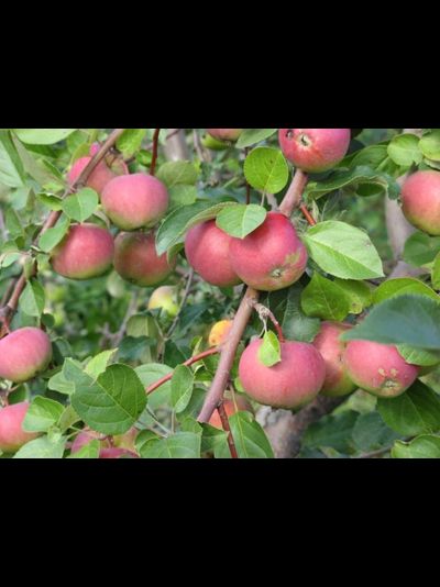 ВЭМ яркий (яблоня)