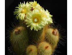 Eriocactus leninghausii v.longispinus HU 53a - 5 семян