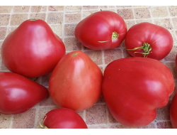 Томат Медвежье сердце