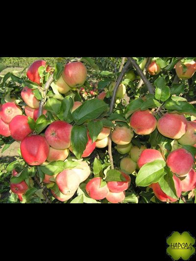 Яблоня "КАНДИЛЬ ОРЛОВСКИЙ" (саженец 2 года, на полукарликовом подвое)