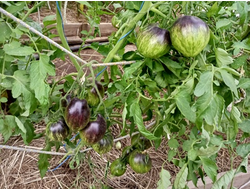 Томат Черное сердце Джи Даблъю Ар (GWR Black Hearts)