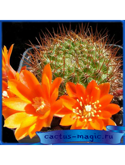 Aylostera donaldiana L 348