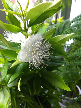 Мирт Боэтика