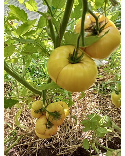 Томат Прелесть Розы (Rose Beauty)