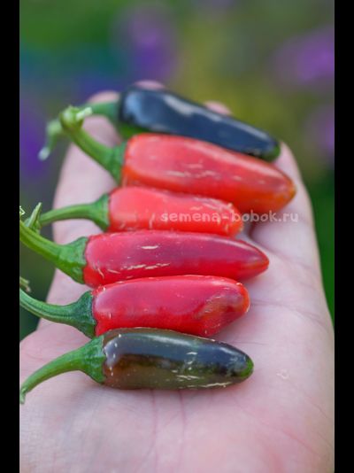 Перец острый Jalapeno Moriachi (Халапеньо Мориачи), 10 шт