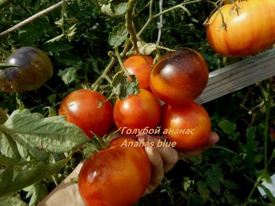 Томат Голубой ананас (Ananas blue)