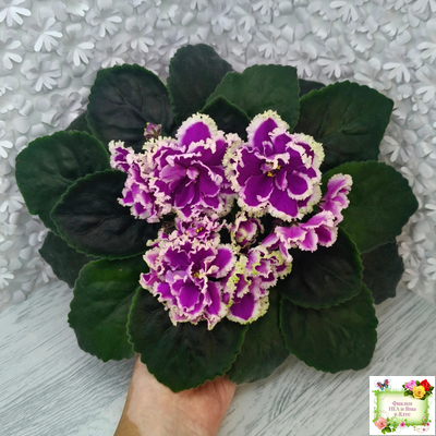 ЕК-Малахитовая Орхидея (Е. Коршунова) 2012 г.