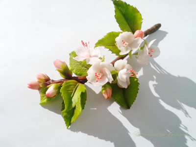 Веточка розовой яблони.