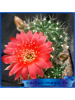 Lobivia hertrichiana KK 431