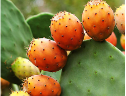 Масло опунции (Opuntia ficus-indica) 10 мл