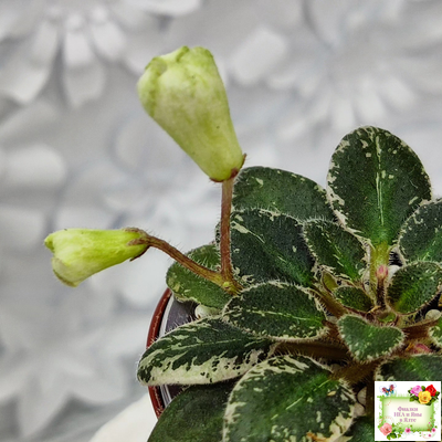 Н-Капелька (Н. Бердникова)