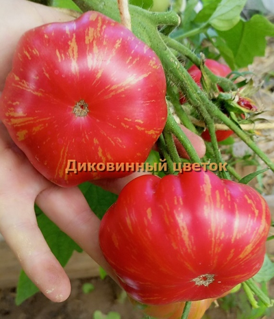 Томат Диковинный цветок розовый