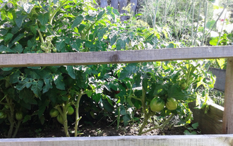 Семена томата Грааль, Гном