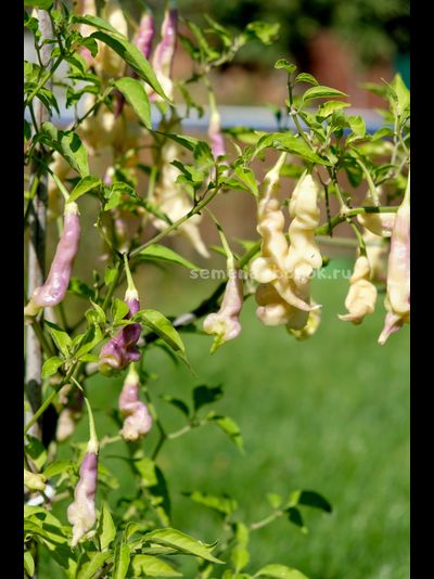 Перец острый Aji Confusion (Ахи Конфуз), 10 шт