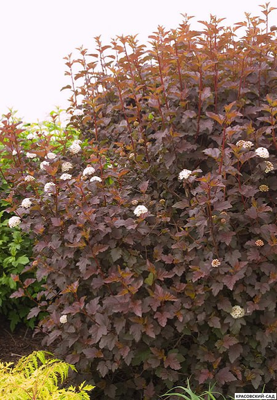 Пузыреплодник калинолистный Дьябло