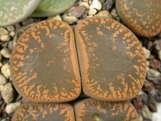 Lithops aucampiae (Kuruman form) C332 (Чехия) - 10 семян