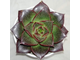 Echeveria Purpusorum