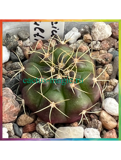 Gymnocalycium damsii v. multiproliferum