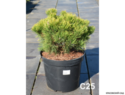 Сосна горная Карстенс Винтерголд - Carsten`s Wintergold
