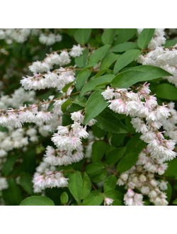 Дейция шершавая