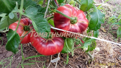 Томат Лазурный гигант (Azure Giant)