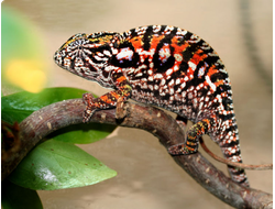 Хамелеон ковровый (Furcifer lateralis)