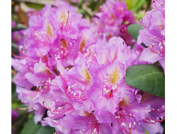 Рододендрон