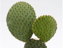 Opuntia Rufida