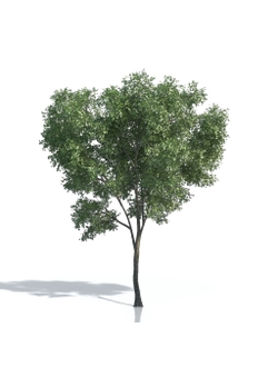 Лиственные деревья