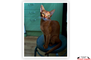 JCH, CHAMPION  Helly
Порода: абиссинская, окрас соррель