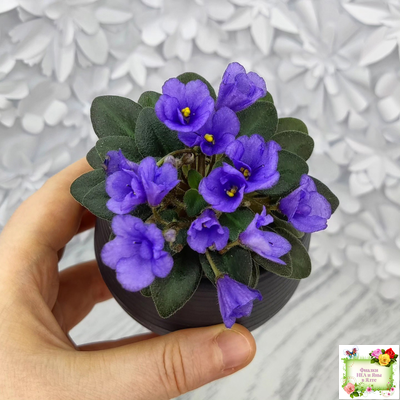 Rob's Twinkle Blue (R.Robinson)